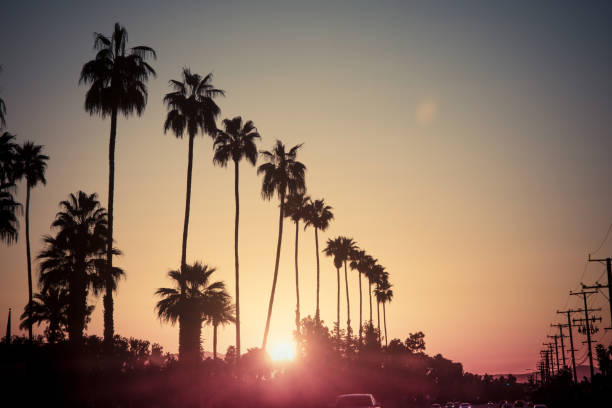 Tall palm trees wrapped in golden lights stand against a pastel sunset sky, with soft hues of orange, pink, and blue, creating a serene evening scene near a quiet street intersection.