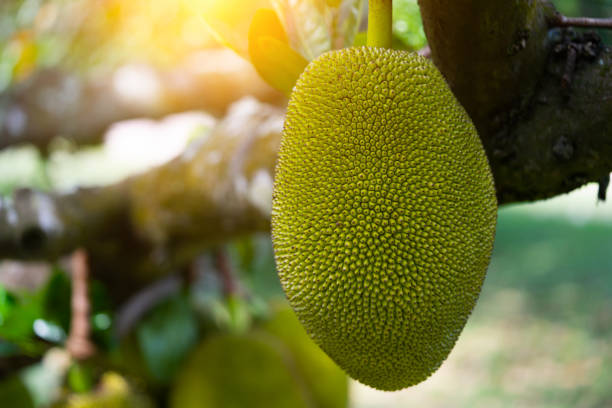 Jack fruits hanging in trees in a tropical