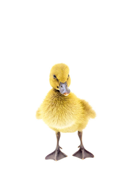 istock Yellow ducklings standing on a white background. 1092451424