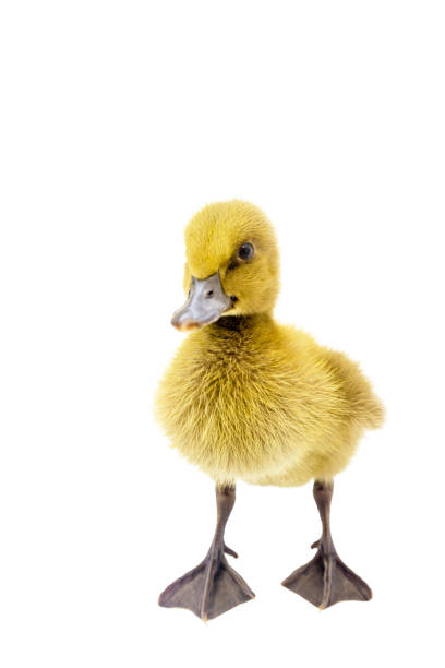 istock Yellow ducklings standing on a white background. 1092451512