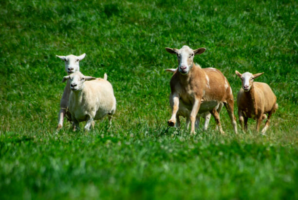 istock A flock of sheep run through green grass. 1092453572