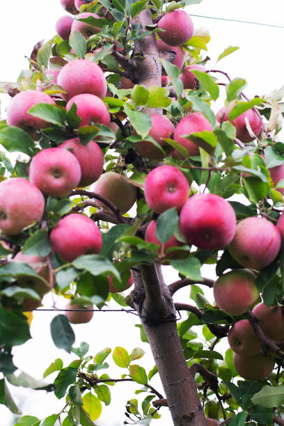close up shoot of mcintosh apples - macintosh apple imagens e fotografias de stock