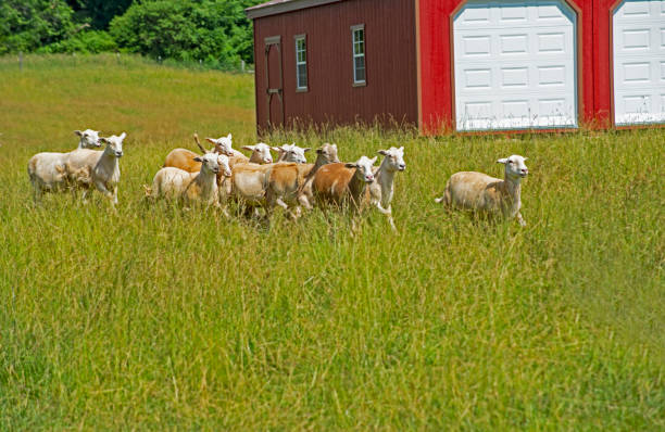 istock A flock of sheep walking by a red steel barn. 1092454908