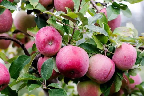 Close up of a beautiful Juicy McIntosh apple ready to be picked