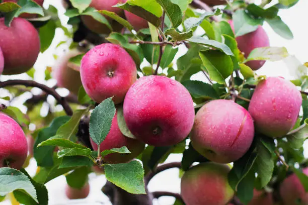 A close up of a juicy McIntosh apples ready to be picked off the tree.