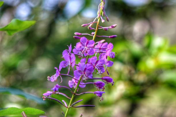 istock Beautiful Colorful Flowers 1092464158