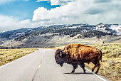 Bison crossing