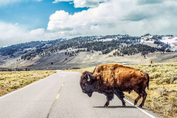 Bison crossing The American bison or simply bison, also commonly known as the American buffalo or simply buffalo, is a North American species of bison that once roamed the grasslands of North America in massive herds. Their historical range, by 9000 BC, is described as the great bison belt, a tract of rich grassland that ran from Alaska to the Gulf of Mexico, east to the Atlantic Seaboard (nearly to the Atlantic tidewater in some areas) as far north as New York and south to Georgia and per some sources down to Florida, with sightings in North Carolina near Buffalo Ford on the Catawba River as late as 1750. They became nearly extinct by a combination of commercial hunting and slaughter in the 19th century. With a population in excess of 60 million in the late 18th century, the species was down to 541 animals by 1889. Recovery efforts expanded in the mid-20th century, with a resurgence to roughly 500,000 animals today, largely restricted to a few national parks and reserves. american bison stock pictures, royalty-free photos & images