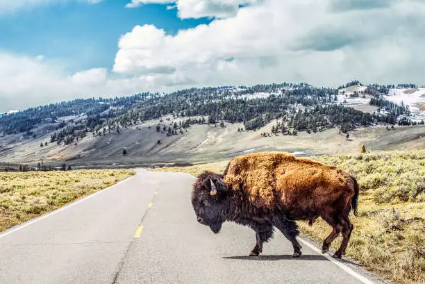 Photo of Bison crossing