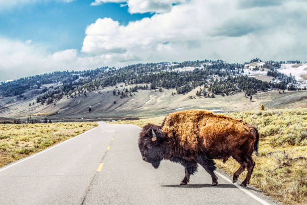 bison crossing - bisonte imagens e fotografias de stock