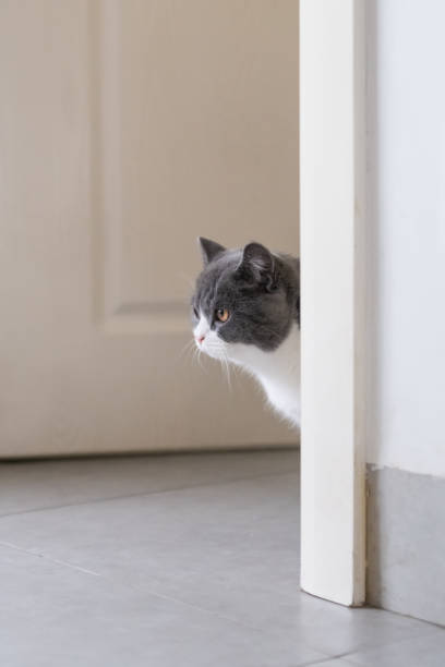 istock Cute British short-haired cat, indoor shooting 1092469642
