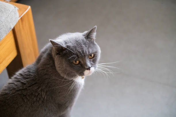 istock Cute British short-haired cat, indoor shooting 1092469662