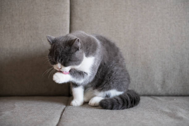 Cute British short-haired cat, indoor shooting