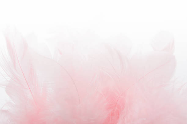 A bunch of soft light pink feathers on a white blurred background. Soft focus. Texture.