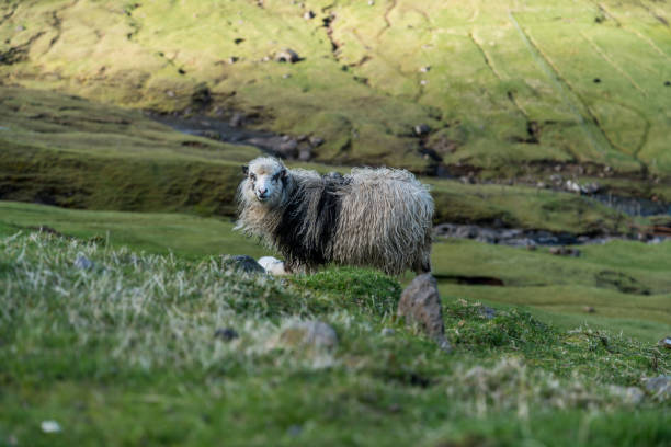 A sheep on a green grass staring into the camera A wild black and white dirty sheep standing on a green lawn with a green mountain in the background and grass in the foreground looking into the camera with the body seen from the side meek as a lamb stock pictures, royalty-free photos & images