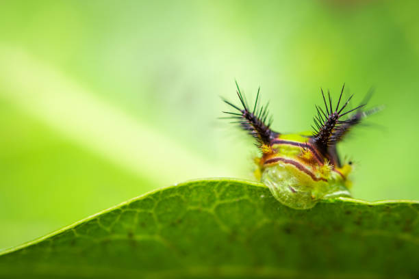 istock The World Of Macro! 1092473538