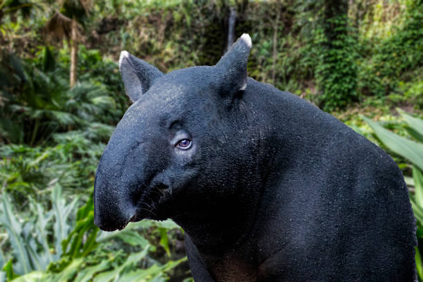 Tapir portrait A tapir is a large, herbivorous mammal, similar in shape to a pig, with a short, prehensile nose trunk. Tapirs inhabit jungle and forest regions of South America, Central America, and Southeast Asia. tapir stock pictures, royalty-free photos & images