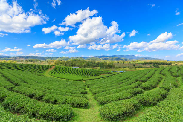 istock Thailand Tea Plantations 1092477412