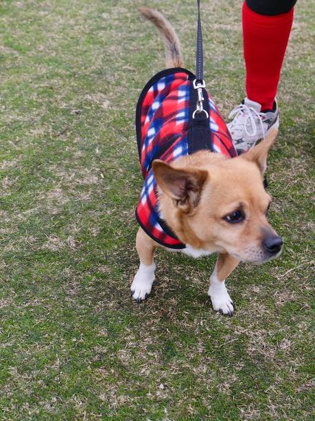 istock Dog Fashions 1092479702