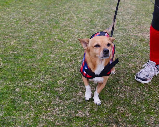 istock Dog Fashions 1092479710