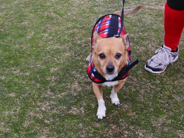 istock Dog Fashions 1092479720