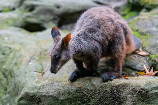 Brush tailed rock-wallaby or small-eared rock wallaby Petrogale penicillata ready to jump from a rock in NSW Australia