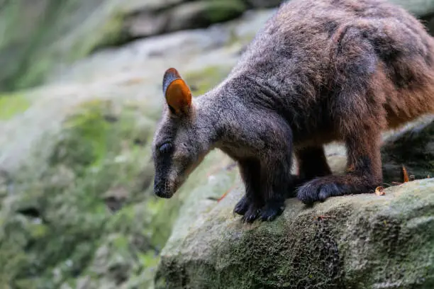 Brush tailed rock-wallaby or small-eared rock wallaby Petrogale penicillata ready to jump from a rock in NSW Australia