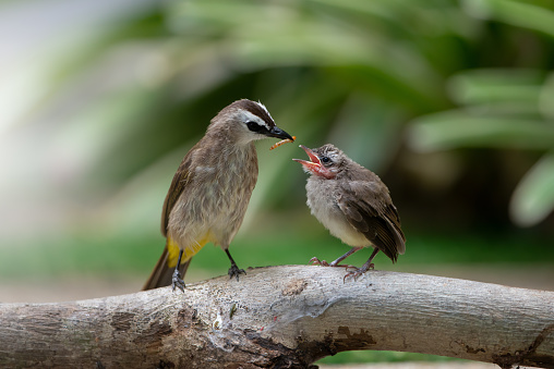 Yellow-vented Bulbul bird feeding chick at nest on the log. Bulbul bird feeding chick