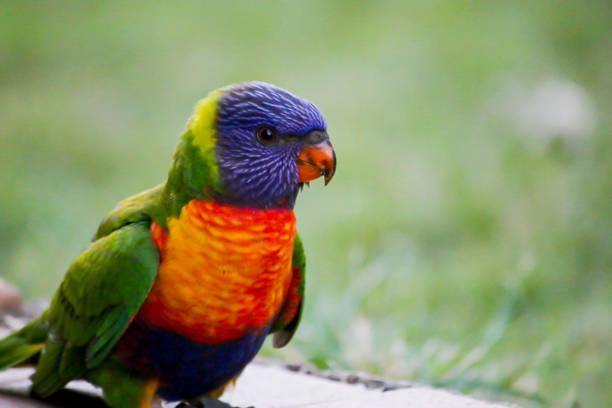 istock baby young rainbow lorikeet portrait 1092483686
