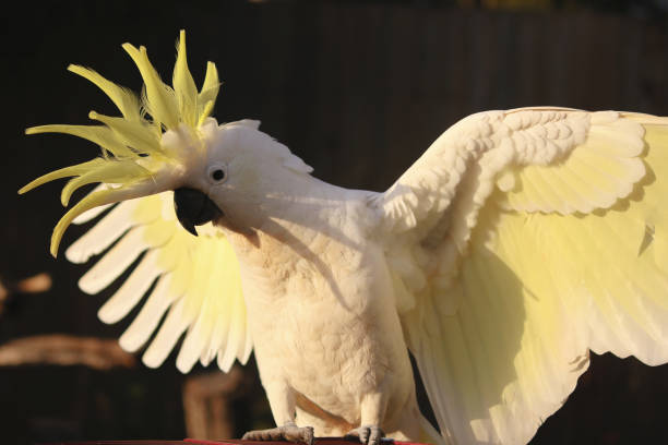 istock The Sulphur-crested Cockatoo (Cacatua galerita) wing portrait 1092483964