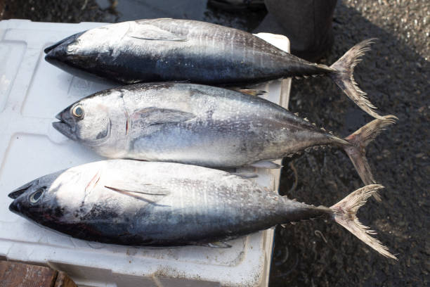 istock amberjack fish at fish market 1092484854