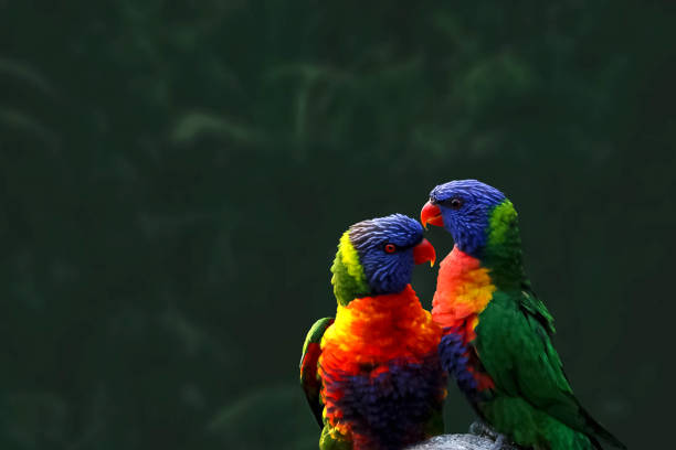 background textured wallpaper inspiration design Australian birds