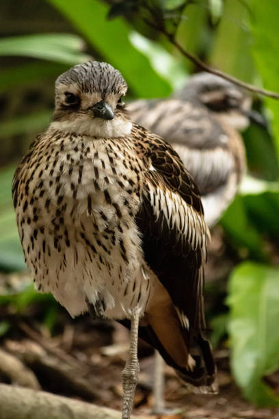 istock Bush stone-curlew Australian animal bird 1092487702