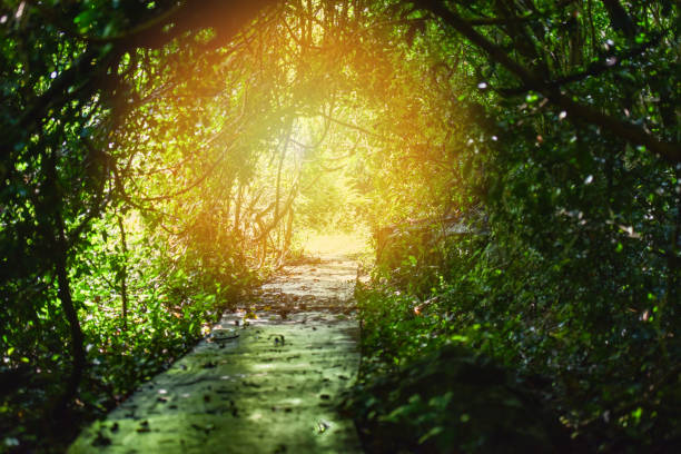 istock Nature tunnel tree / Tunnel light from sunlight on green trees in the forest with pathway 1092490374
