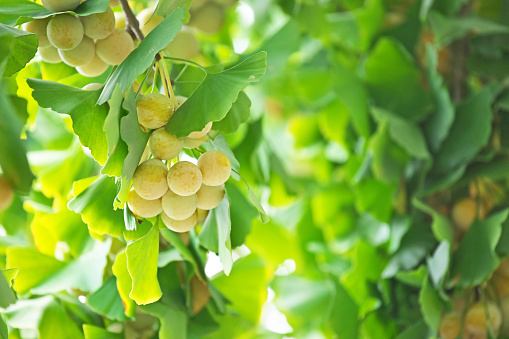 Fruit of the ginkgo\nGinkgo Nuts