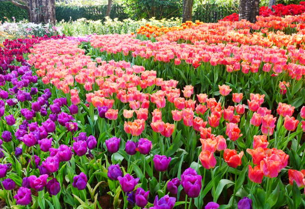 Spring flowers series beautiful tulips in tulip field
