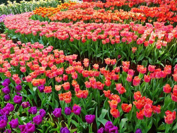 istock Spring flowers series, beautiful tulips in tulip field 1092514954