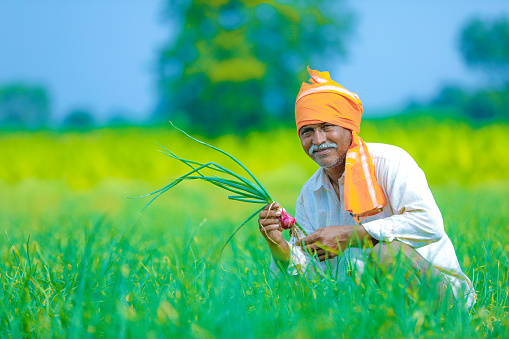 indian farmer at onion field