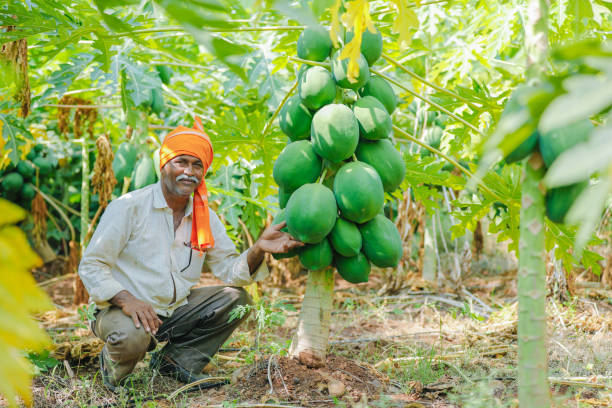 istock young indian farmer at papaya field 1092521104