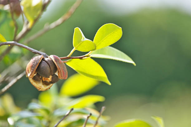 istock Camellia japonica 1092521220