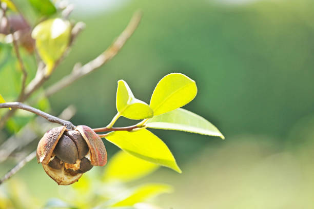 istock Camellia japonica 1092521426