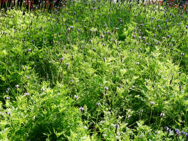 pole avender - kwiaty naturalny wzór - lavender lavender coloured flower herb zdjęcia i obrazy z banku zdjęć