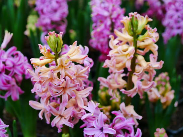 istock Large flower bed with multi-colored hyacinths 1092522092