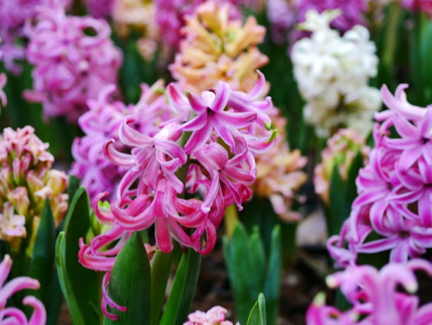 istock Purple Hyacinth Bloomed 1092522094