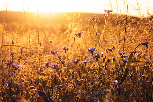 Landscape with wildflowers in the rays of the setting sun