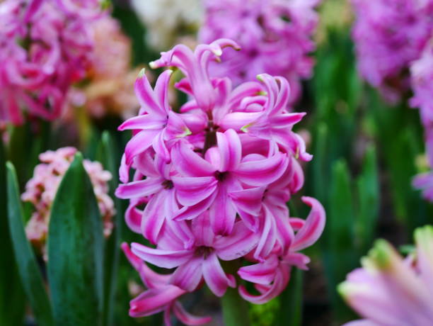 istock Hyacinthus Orientalis sale 1092522300