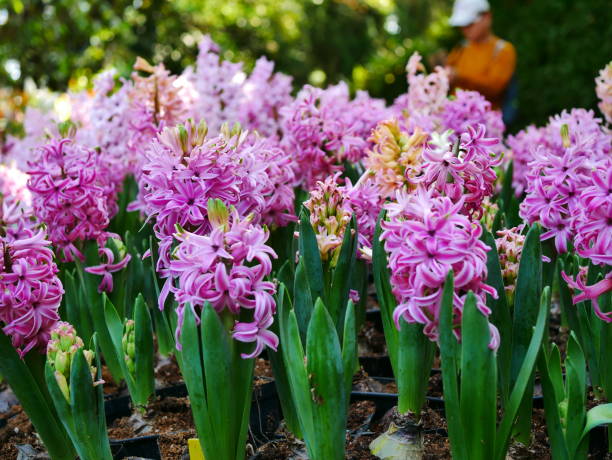 istock Purple Hyacinth Bloomed 1092522456