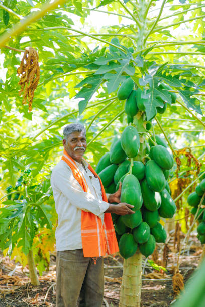 istock young indian farmer at papaya field 1092522510