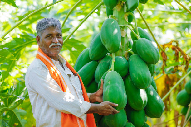 istock young indian farmer at papaya field 1092522862