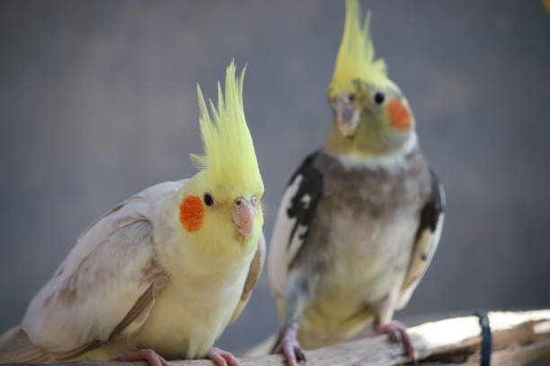 istock Cockatiel Nymphicus hollandicus perched 1092522908
